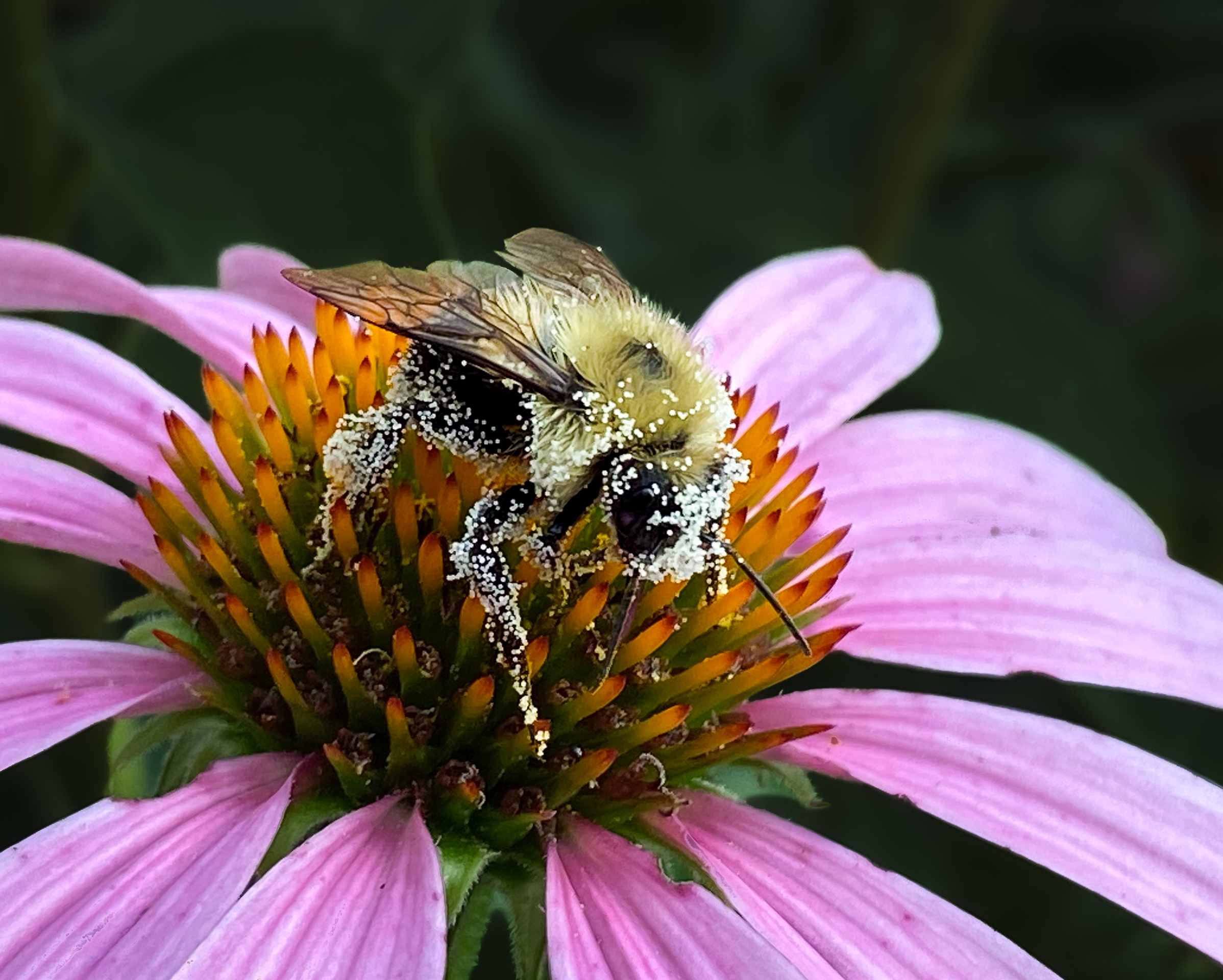3rd PrizeOpen Color In Class 3 By Kathy Chartier For Pollinator At Work SEP-2025.jpg